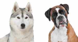 boxer husky mix