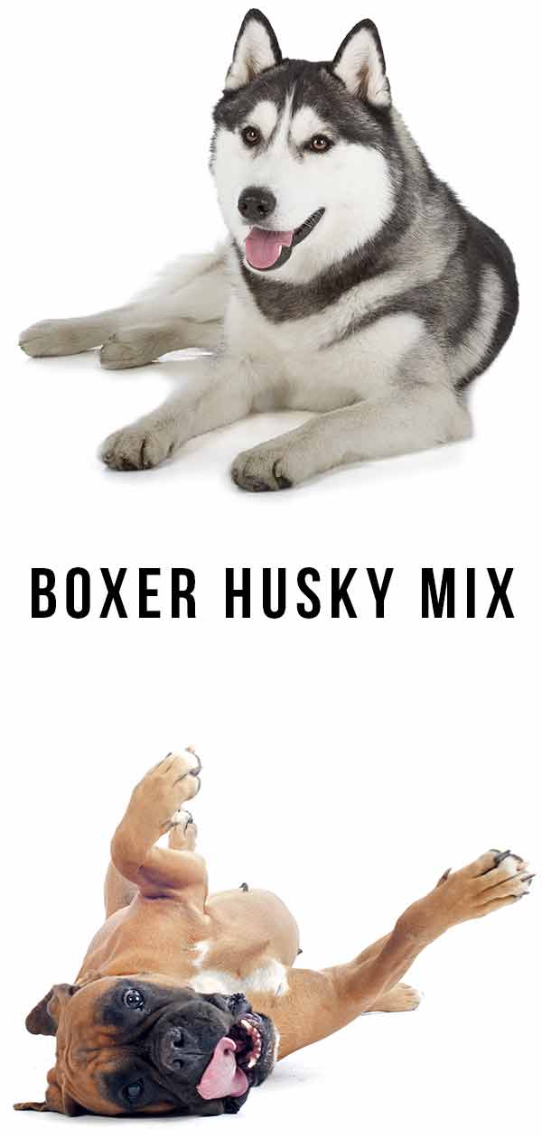 lab boxer husky mix dog