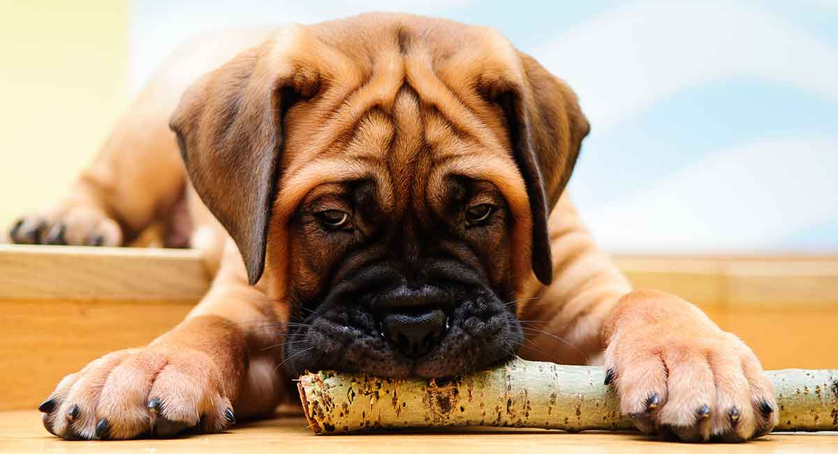 bullmastiff dog puppy