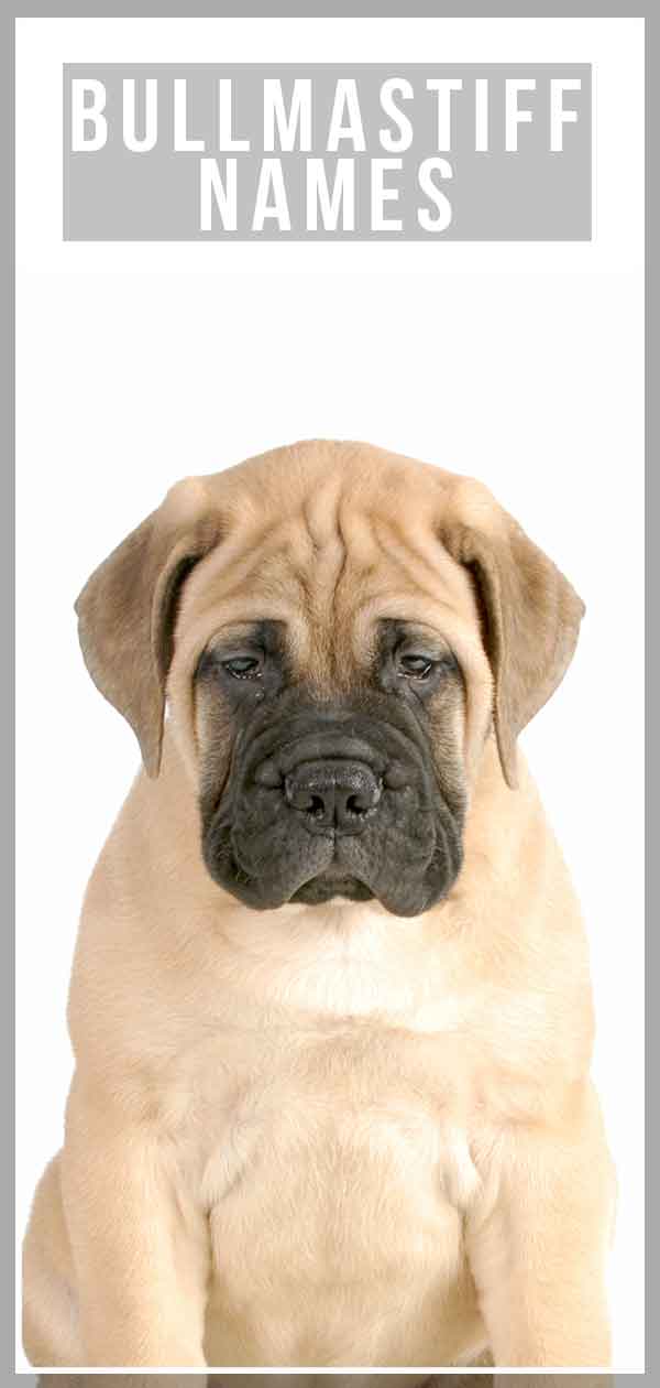 unique female mastiff names