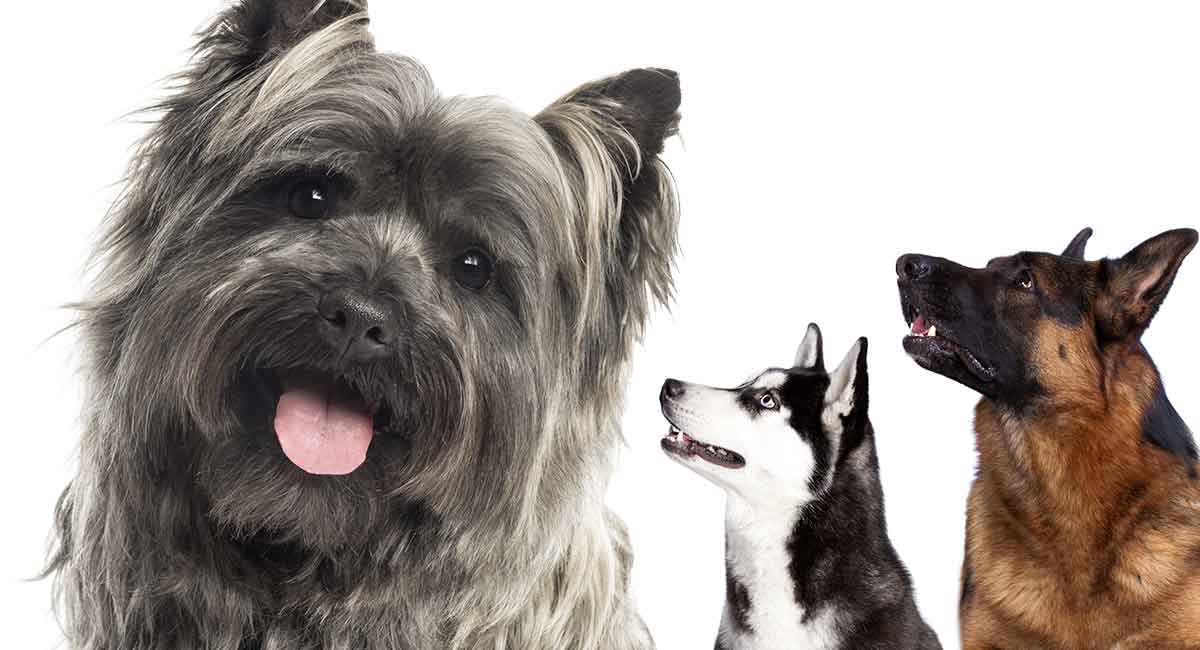 are terrier mix dogs hypoallergenic