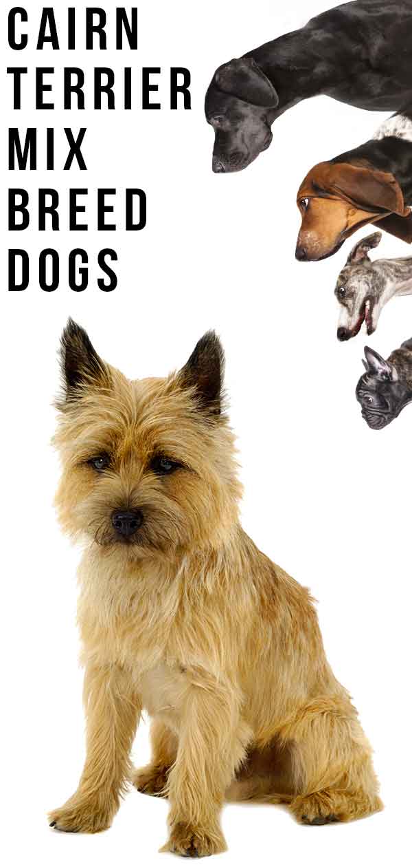 Cairn Terrier Mix Breed Dogs Do You Know All The Hybrids