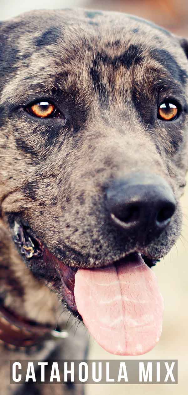 catahoula labradoodle mix