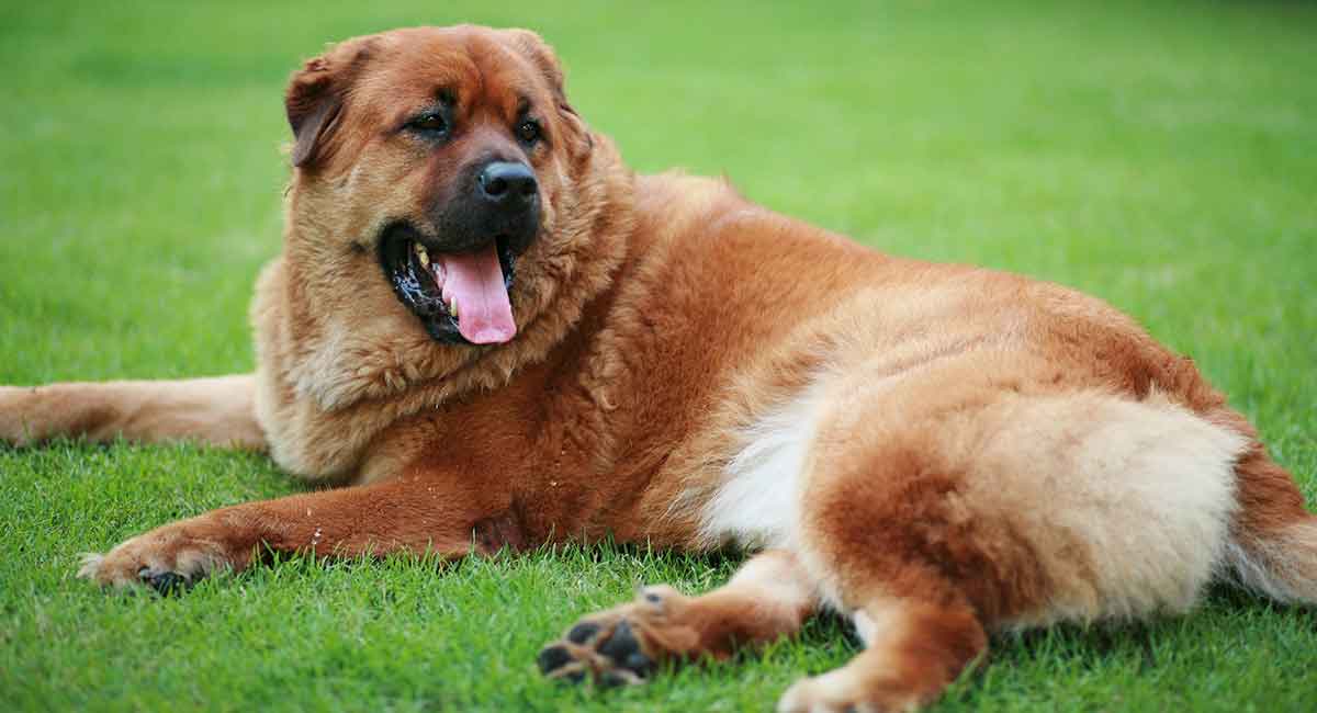 chow chow retriever mix