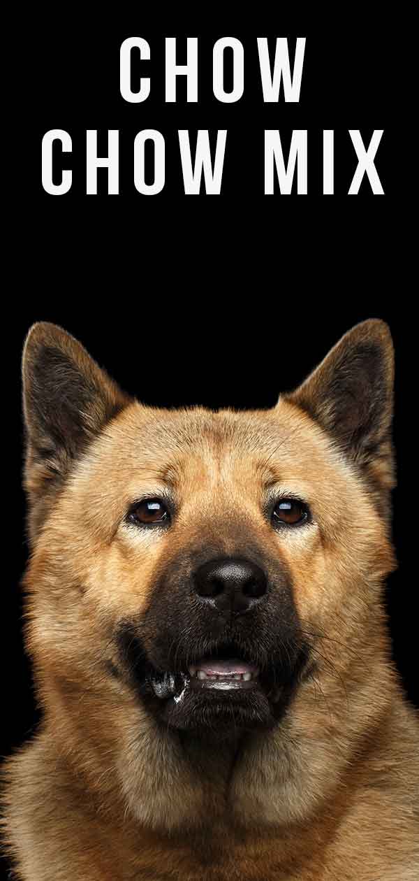 half chow chow half husky