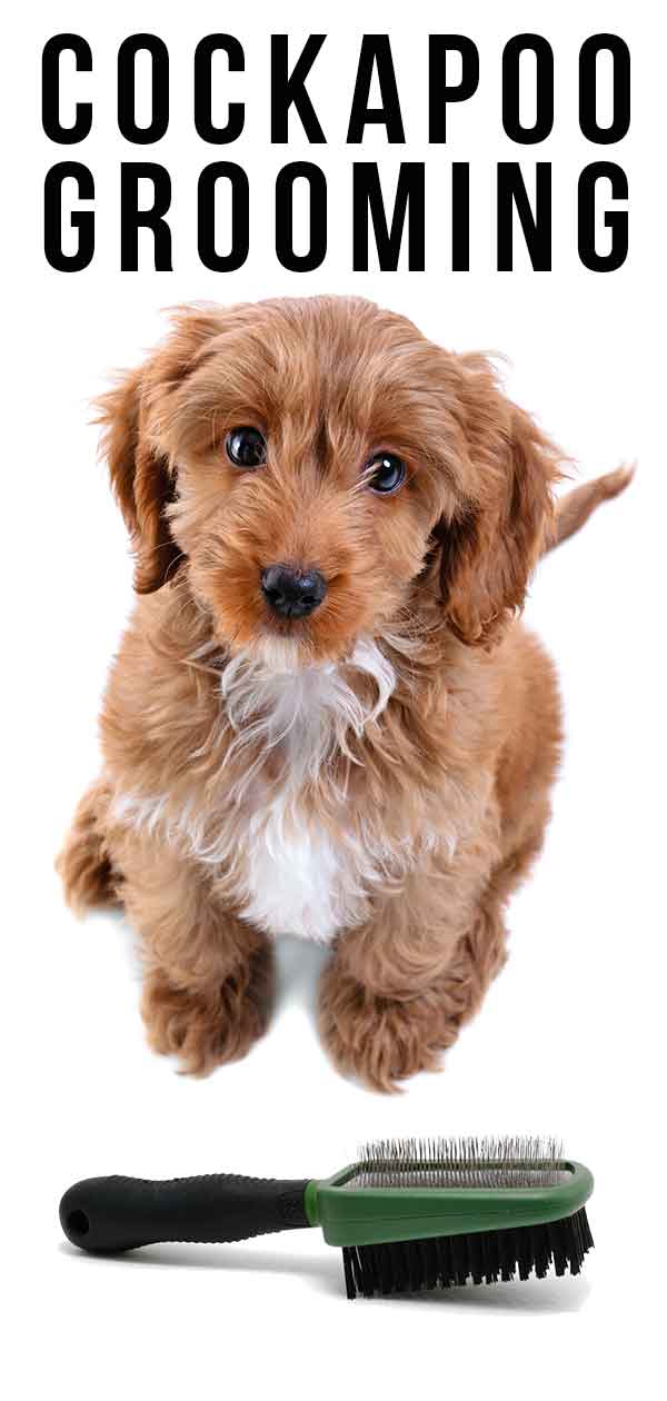 cockapoo puppy first haircut