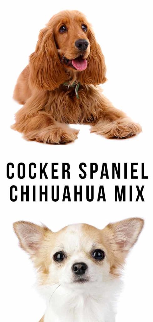 Cocker Spaniel Chihuahua-blanding