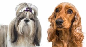 Cocker Spaniel Shih Tzu Mix