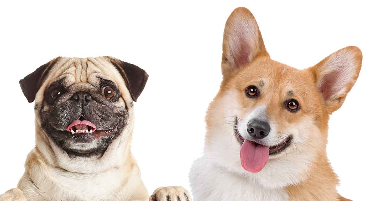 Get Inspired For Corgi Cross Breeds