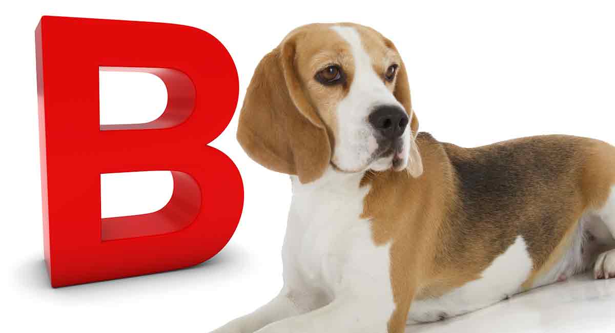 Dog Breeds That Start With B – Find Out 