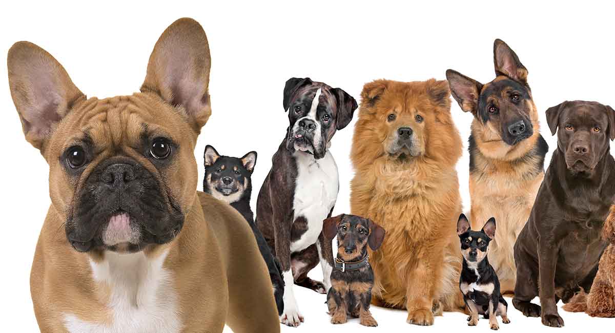 are french bulldogs cross breeds