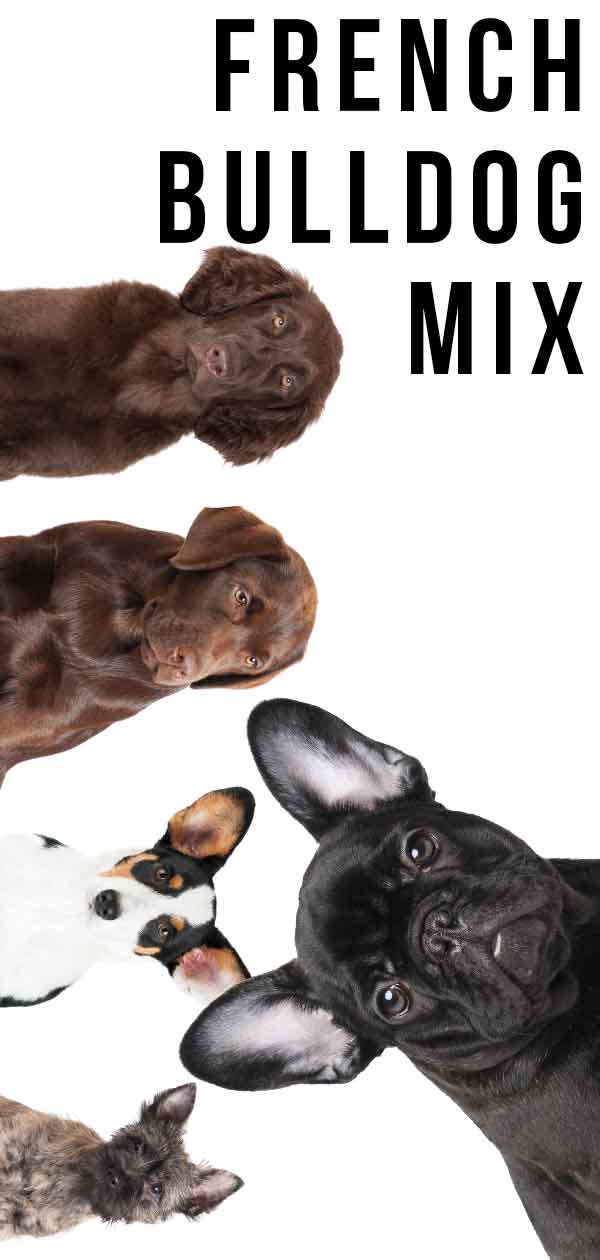 French Bulldog mix