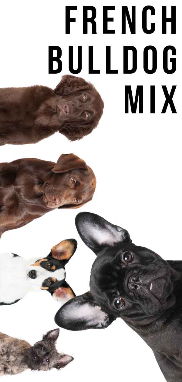 French Bulldog Mix Did You Know All Of These Hybrids