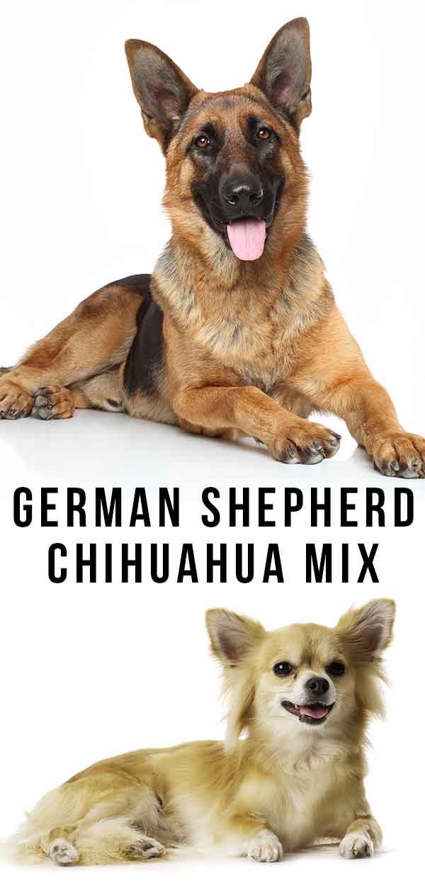 chiwawa mix with german shepherd