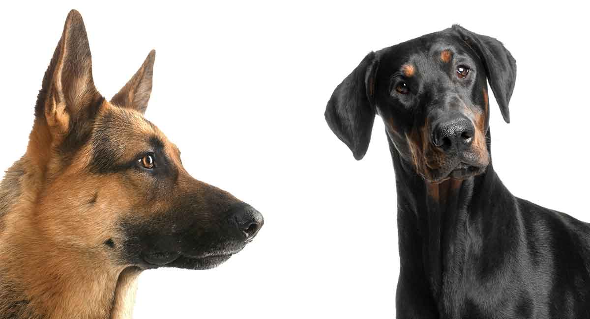 german doberman breeders