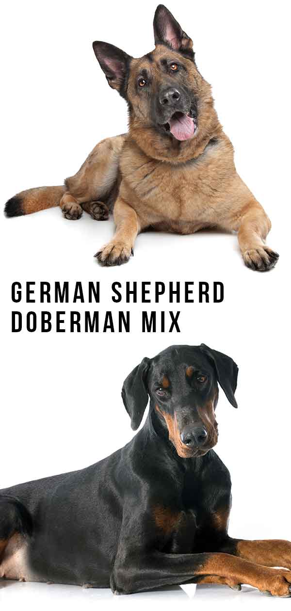 how big will a german shepherd doberman mix get