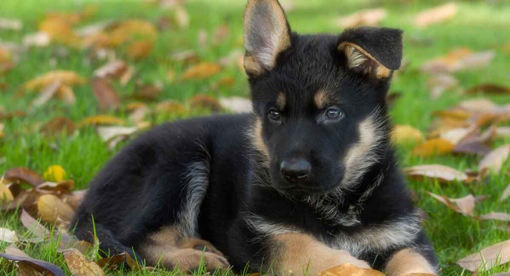 black and brown dogs with pointy ears