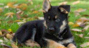 german shepherd puppies don't yet have very pointy ears