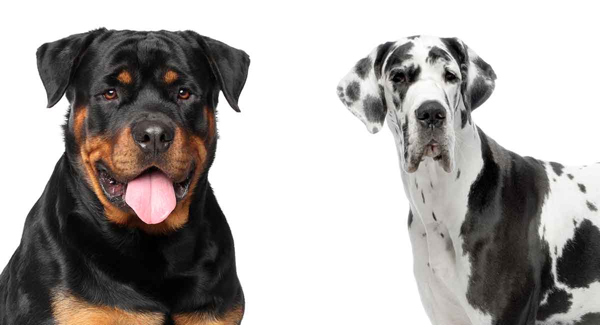 Great Dane Rottweiler Mix Everything There Is To Know About This Giant Hybrid