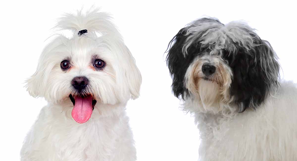 havanese fur