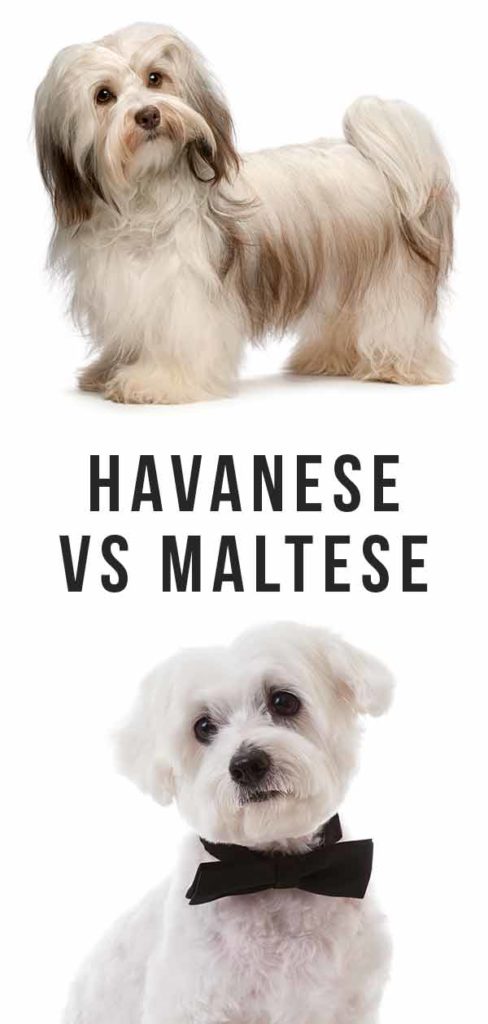 are havanese and maltese the best breeds