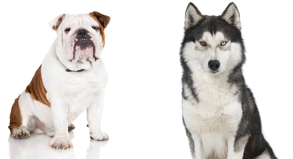 Great Husky Mixed With American Bulldog of the decade Learn more here 