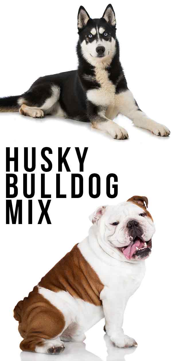 english bulldog siberian husky mix