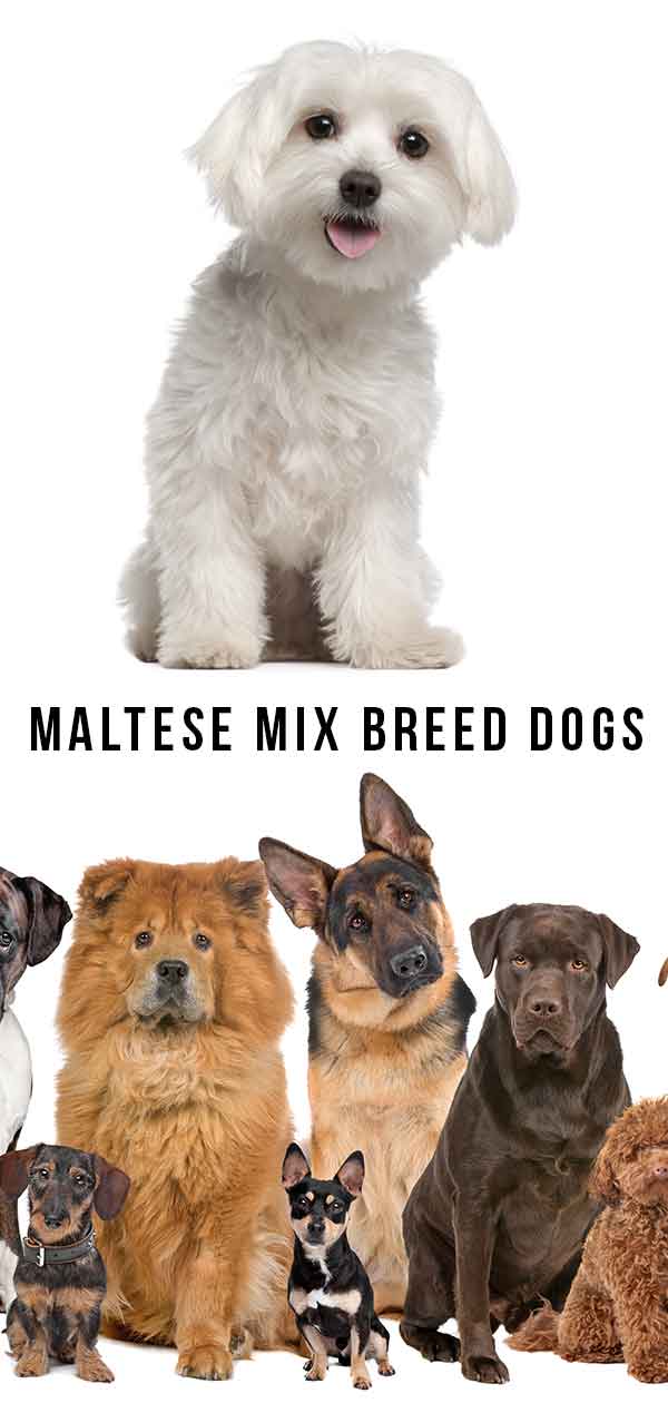 Perros de raza mixta maltesa