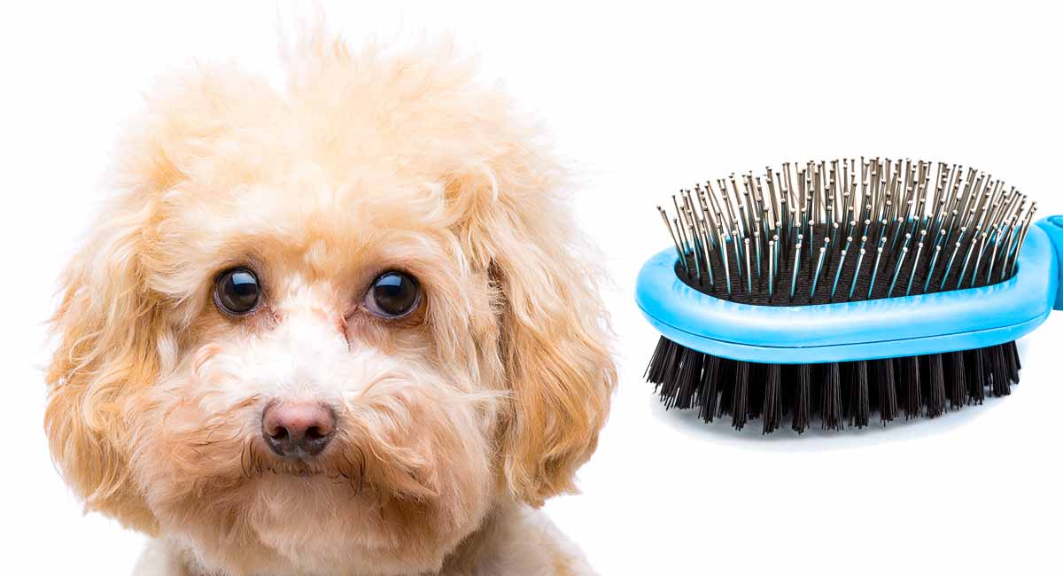 puppy grooming brush