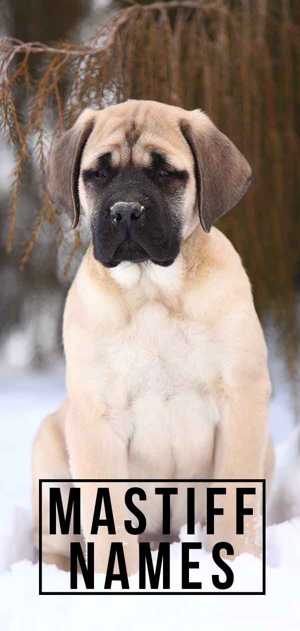 Mastiff Names – What Name Would Be Best For Your New Puppy?