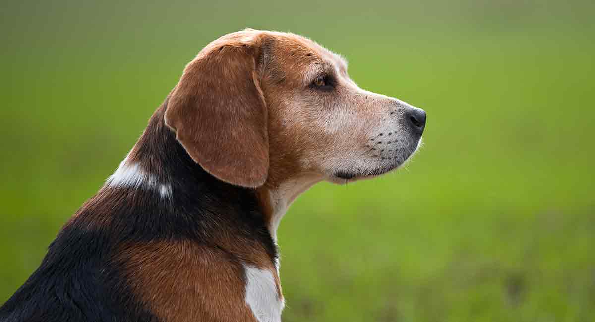 beagle eyesight