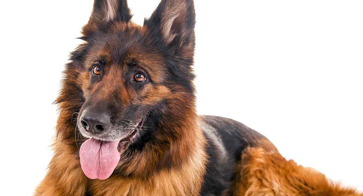 when is a german shepherd considered a senior? 2