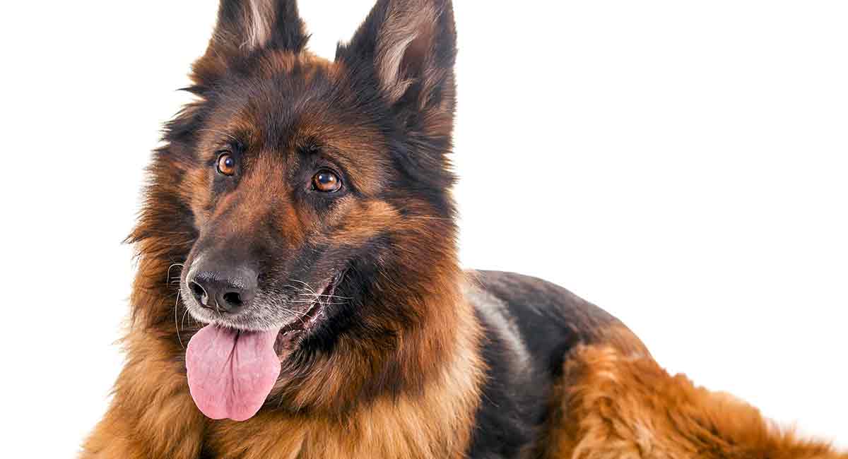 golden shepherd dog