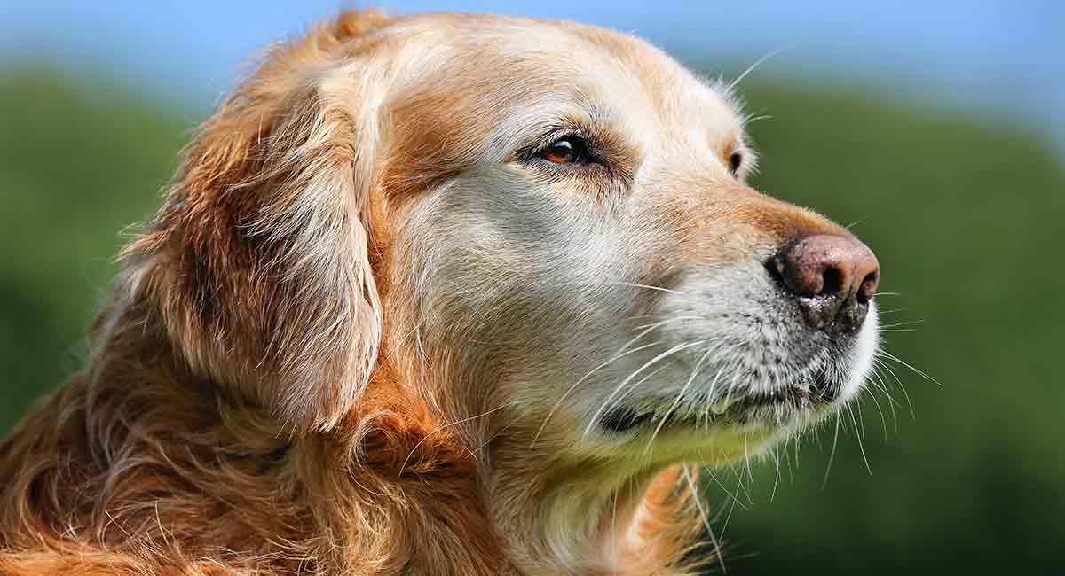 what happens when golden retrievers get old