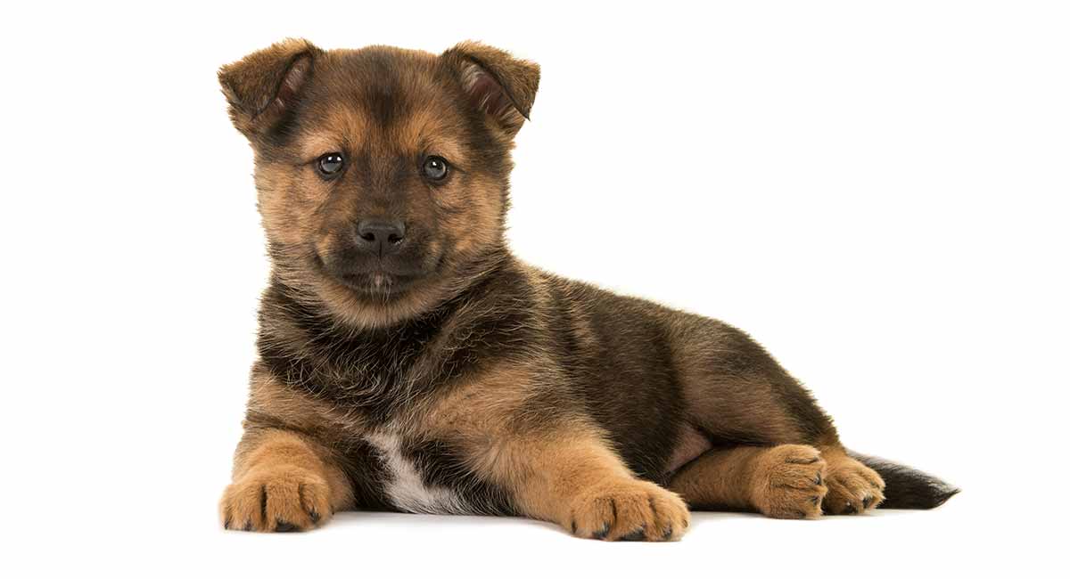 pug and pomeranian mix