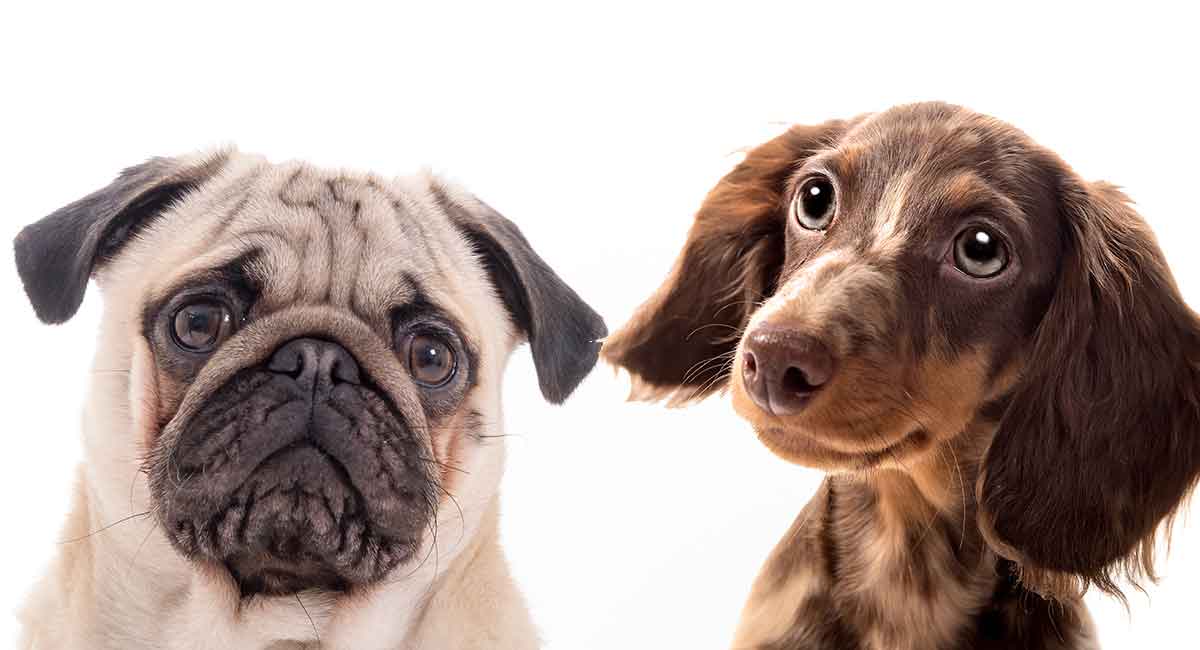 daschund mix puppies