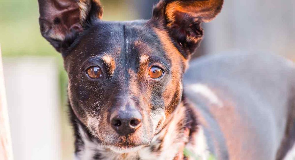 do terrier chihuahua shed