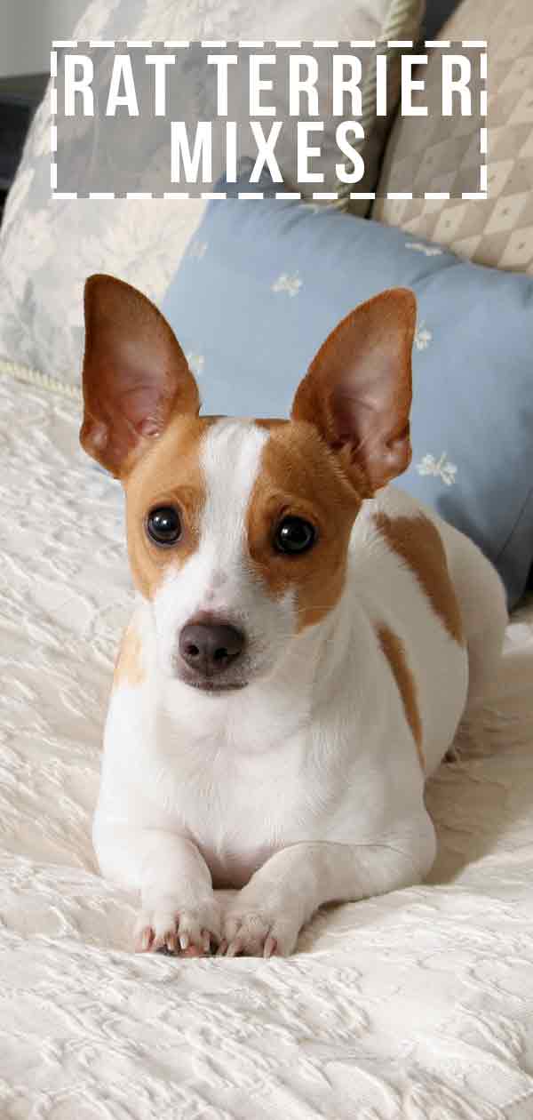 Rat Terrier Mixes - We Show You The Wide Variety