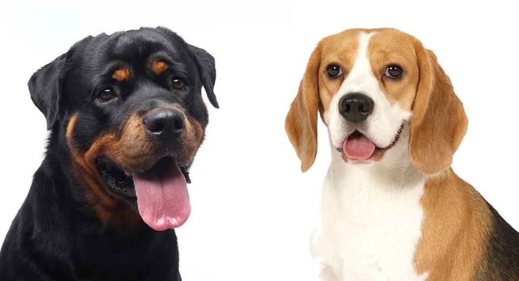 Rottweiler Beagle Mix: Would the Reagle Suit Your Home?