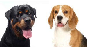 Rottweiler Beagle Mix
