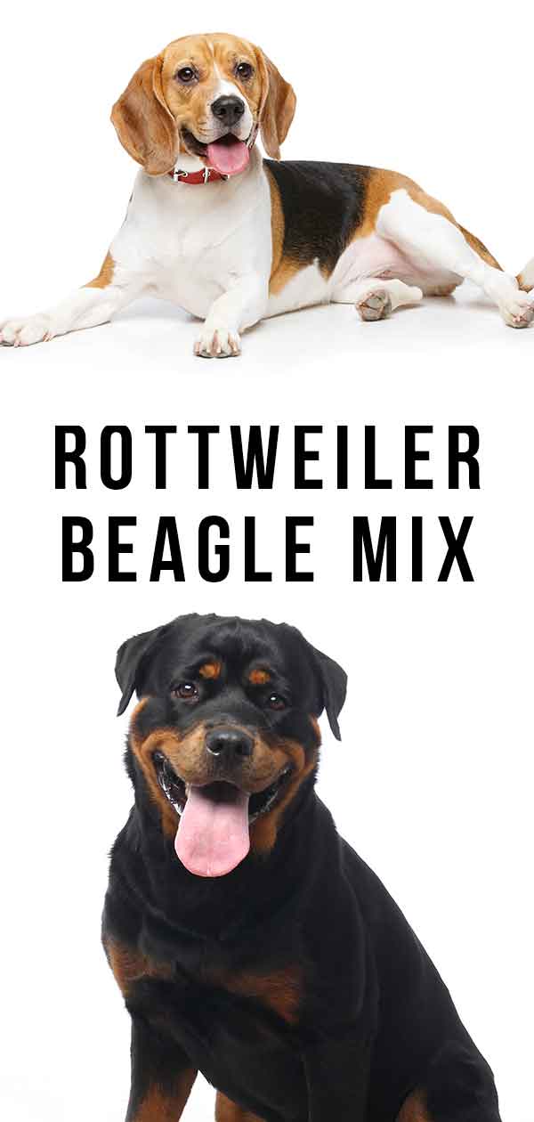 beagle rottweiler mix puppies