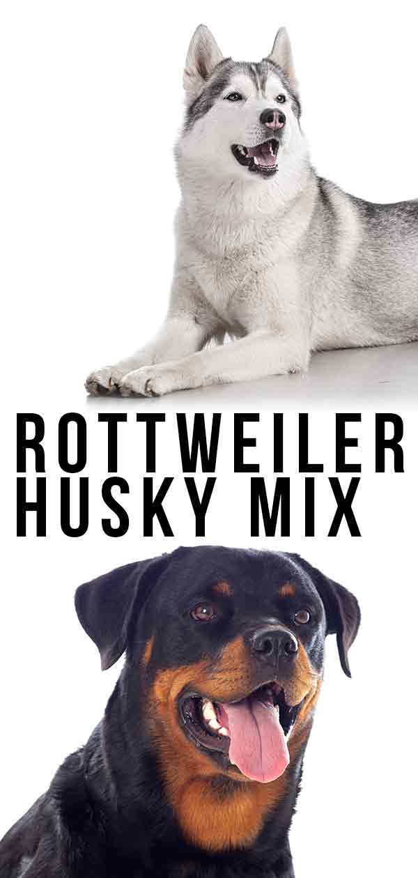 Rottweiler Husky Mix Could The Rottsky Be Your New Pup