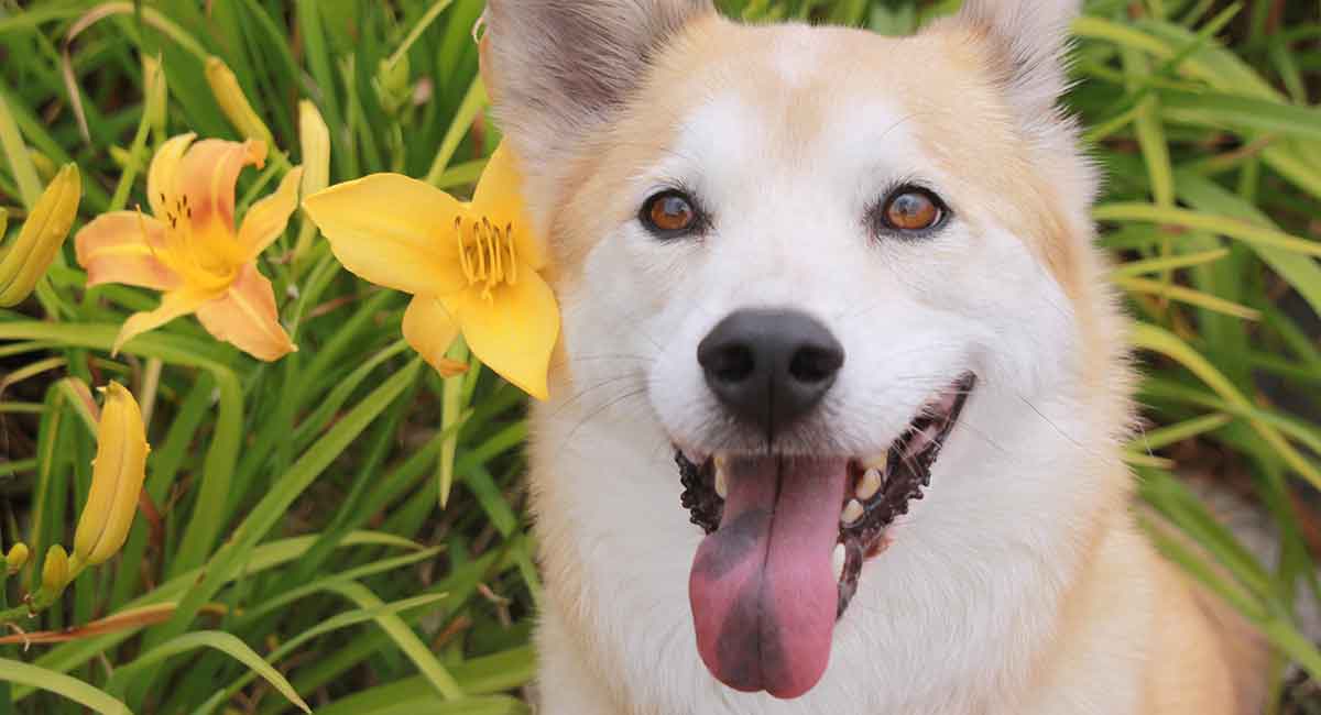 chow chow x shiba inu