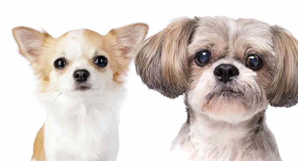 Shih Tzu Chihuahua Mix Questa La Croce Perfetta Per Te Volta Shih Tzu Chihuahua Mix Questa La Croce Perfetta Per Te Volta