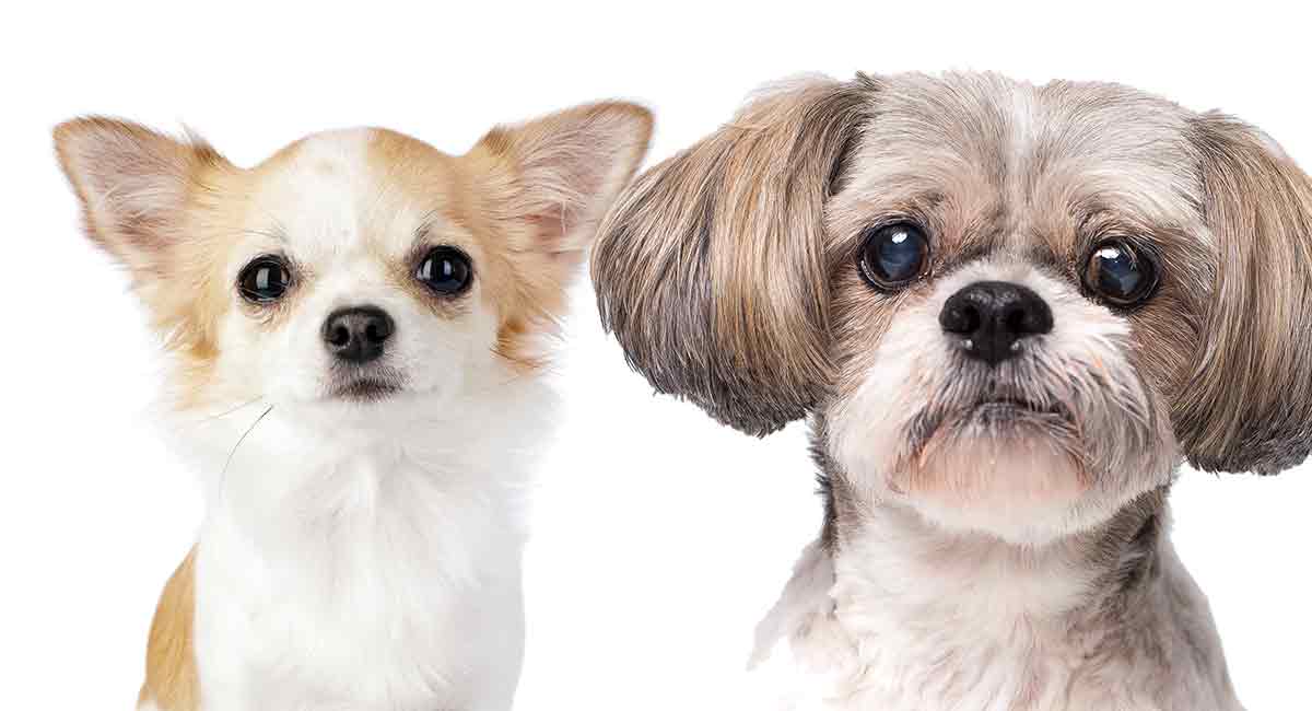 Shih Tzu Chihuahua Mix Is This The Perfect Cross For You 