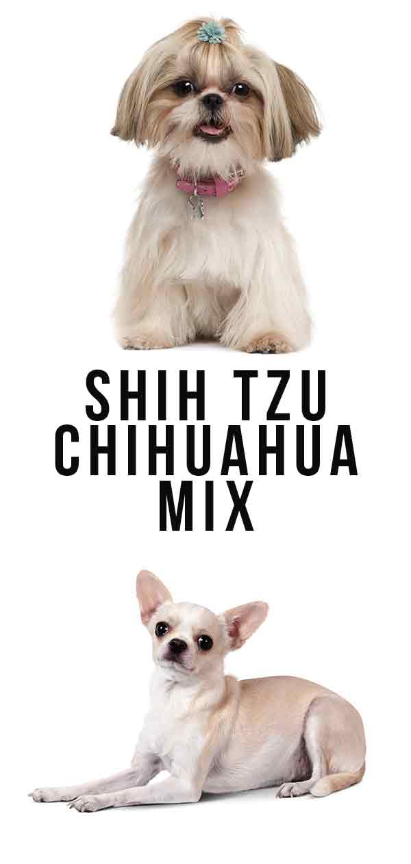 shih tzu chihuahua mix