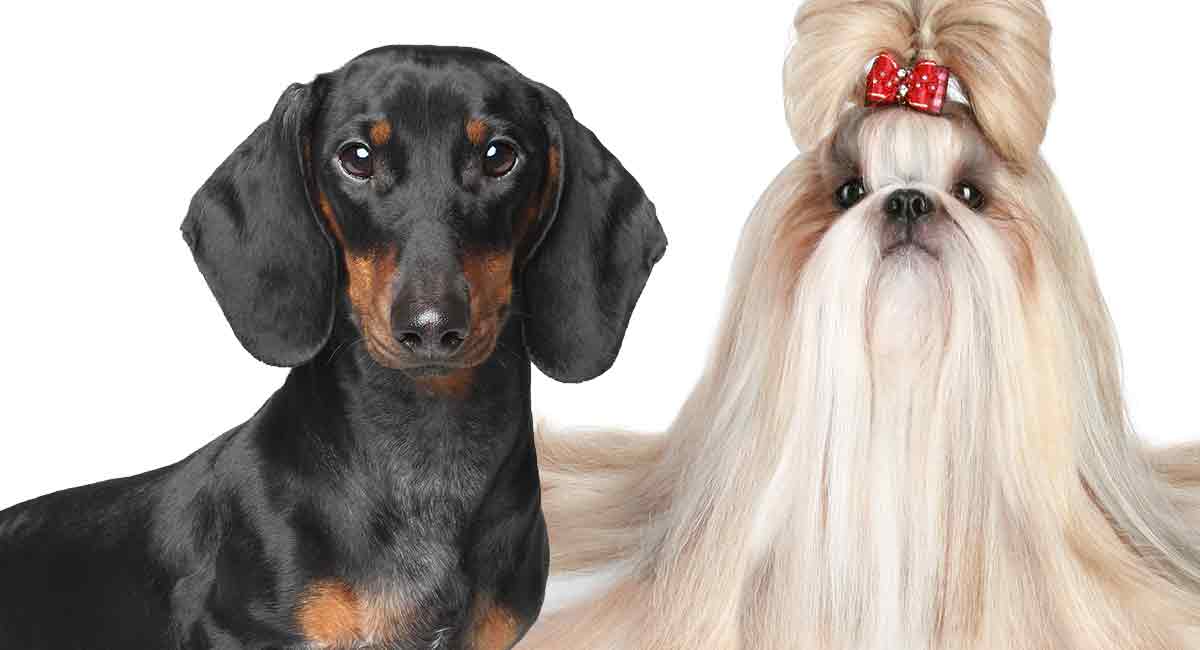 Mix breed shih store tzu and dachshund