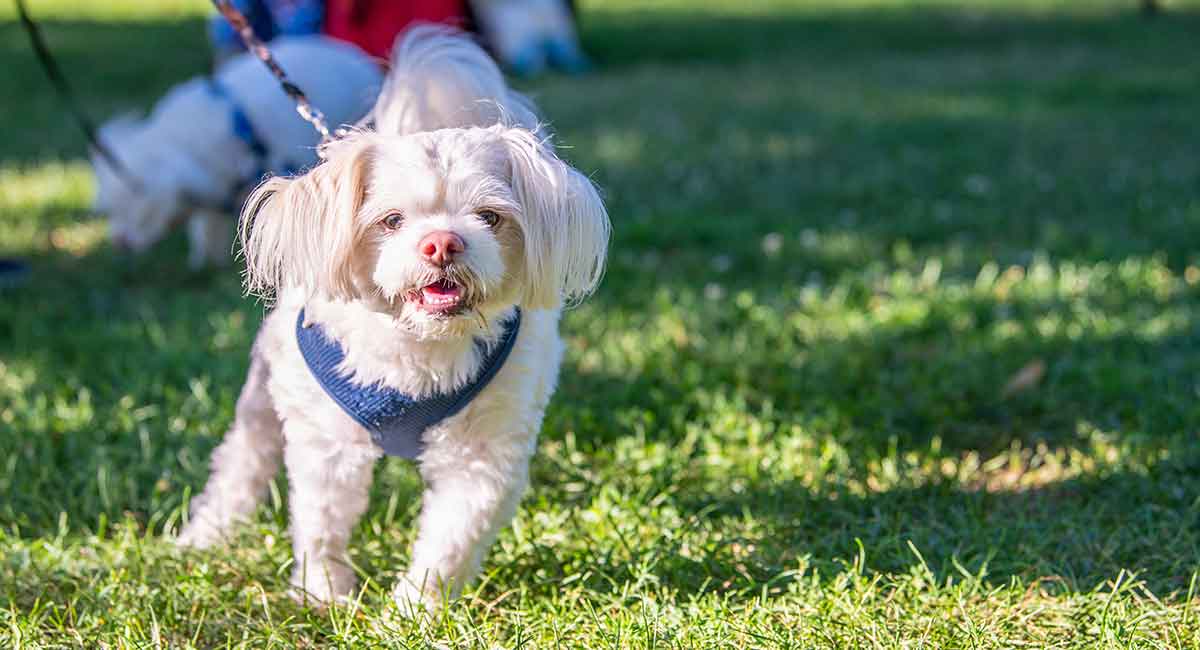 how big will a shih tzu terrier mix get