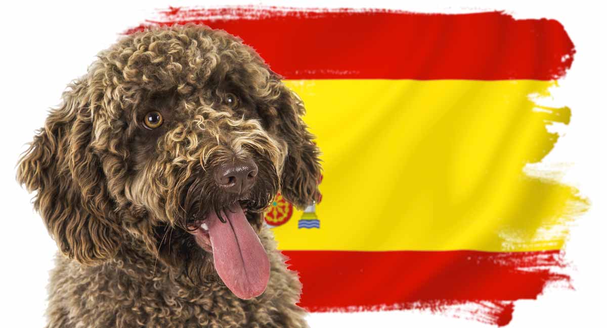 what is a spanish rat dog