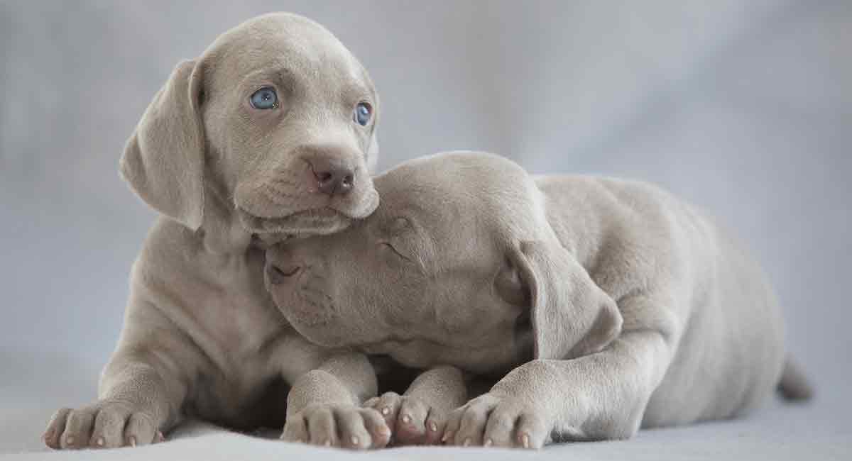 weimaraner grey dogs